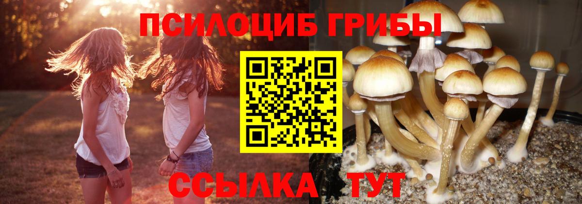 Псилоцибиновые грибы Psilocybine cubensis Нововоронеж